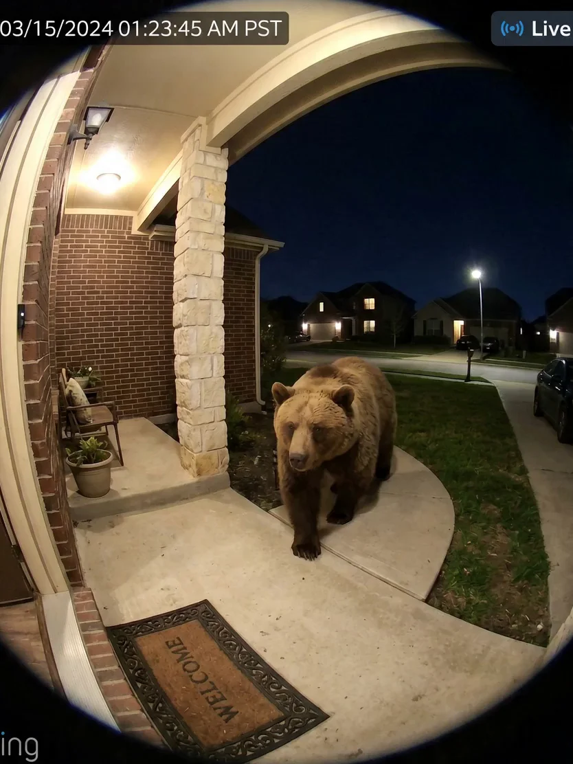 Bear Caught on Doorbell Camera: Nighttime Visitor