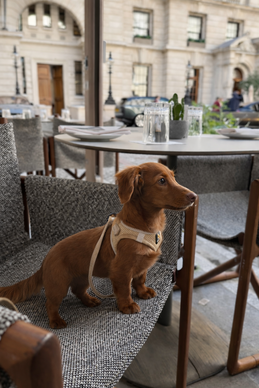 Transform Animal Photos into Realistic Human Portraits