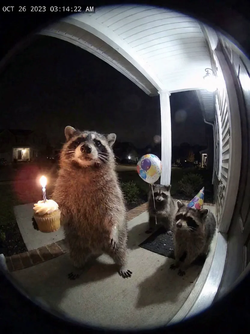 Create Hilarious Raccoon Doorbell Comedy Video