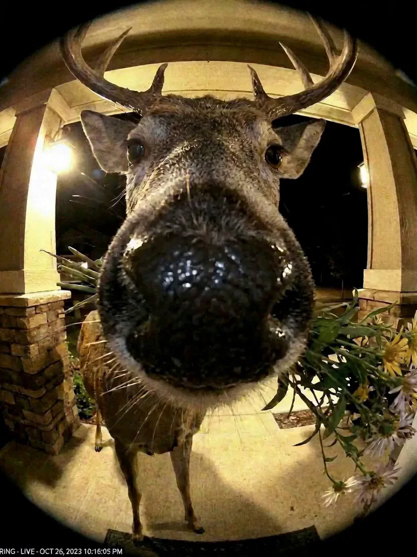 Create Humorous Wildlife Video from Doorbell Footage